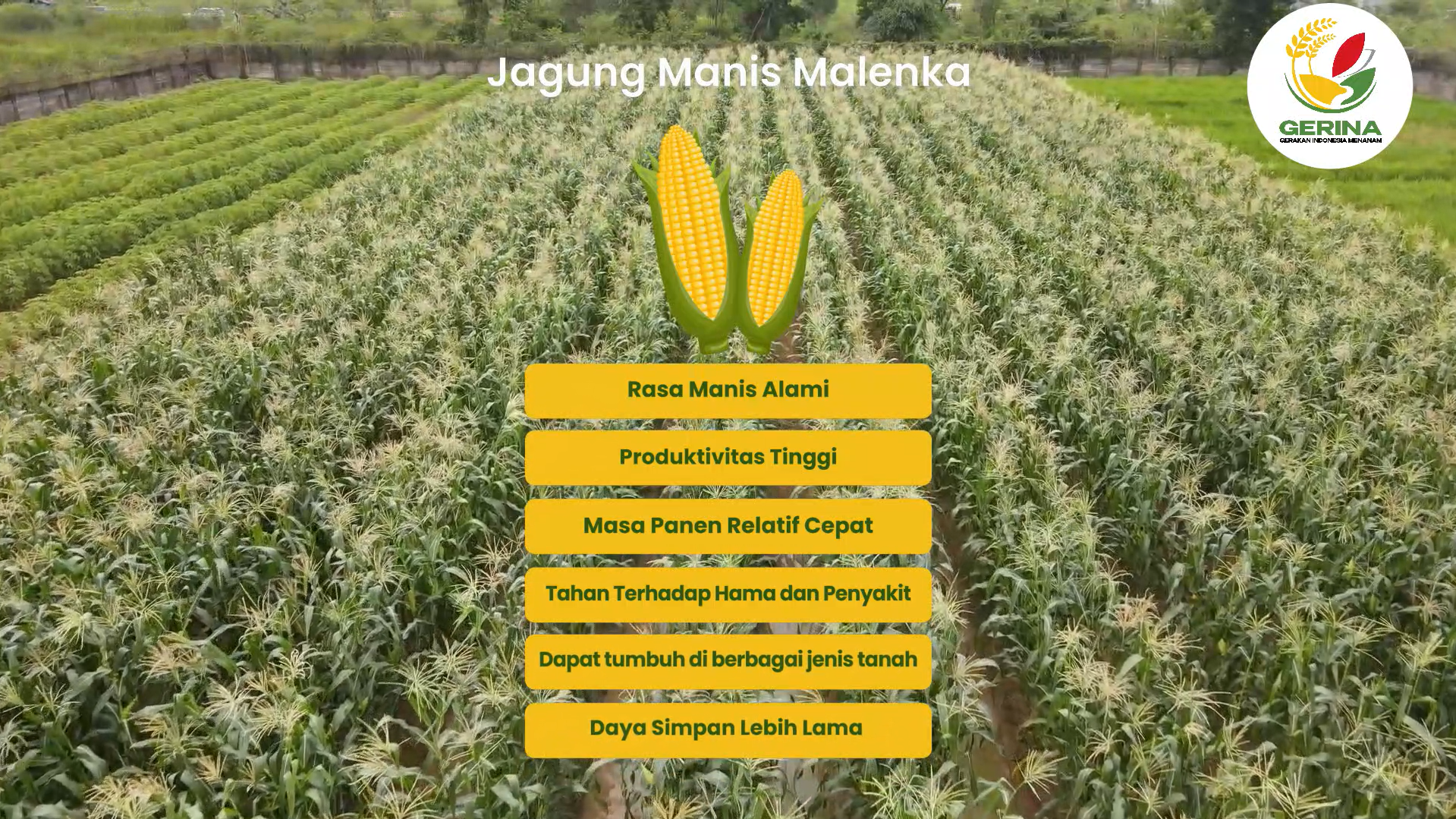 Varietas Jagung Gerina